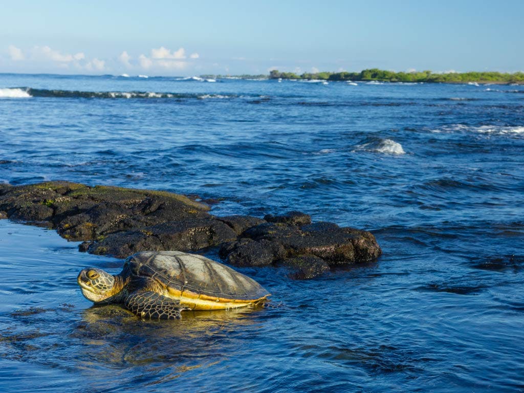 tortuga-en-playa-de-hawai